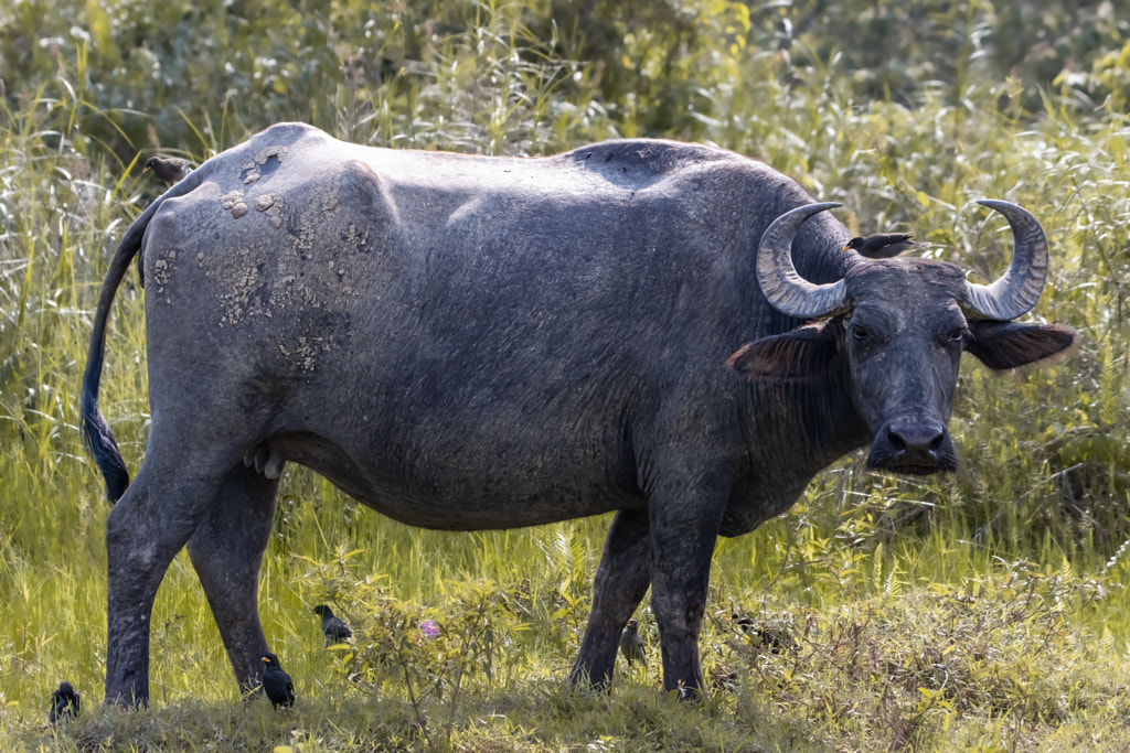 side view of buffalo standing on field by Erik Ding / 500px