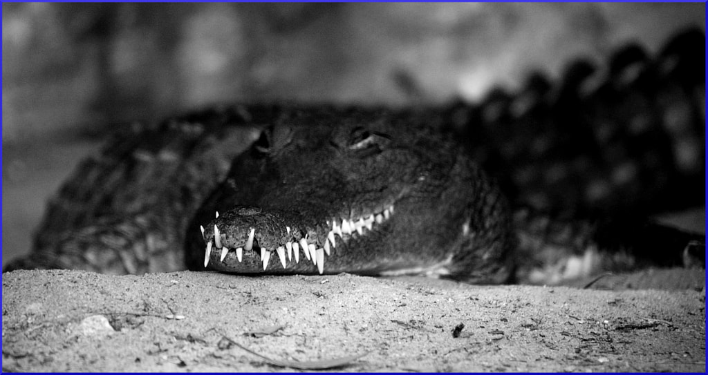 BW Freshwater Crocodile by Justin B. on 500px.com