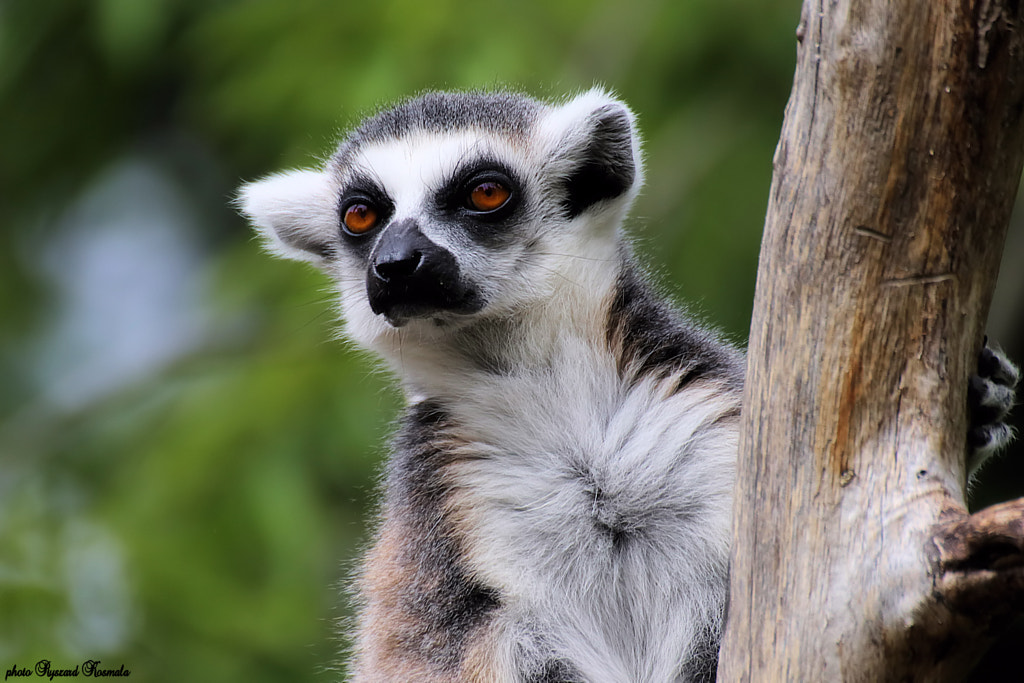 Portrait by Ryszard Kosmala / 500px