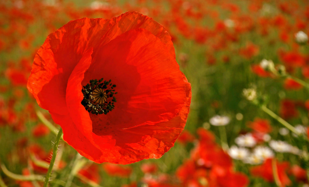 Papaver rhoeas ... by Ad_iks2 / 500px
