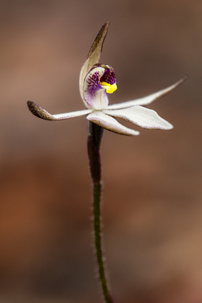 Sugar Orchid by Paul Amyes on 500px.com