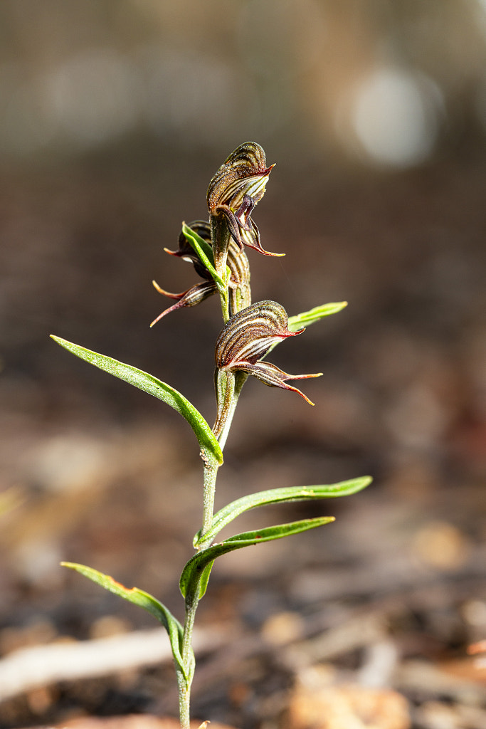 Frog Greenhood by Paul Amyes on 500px.com