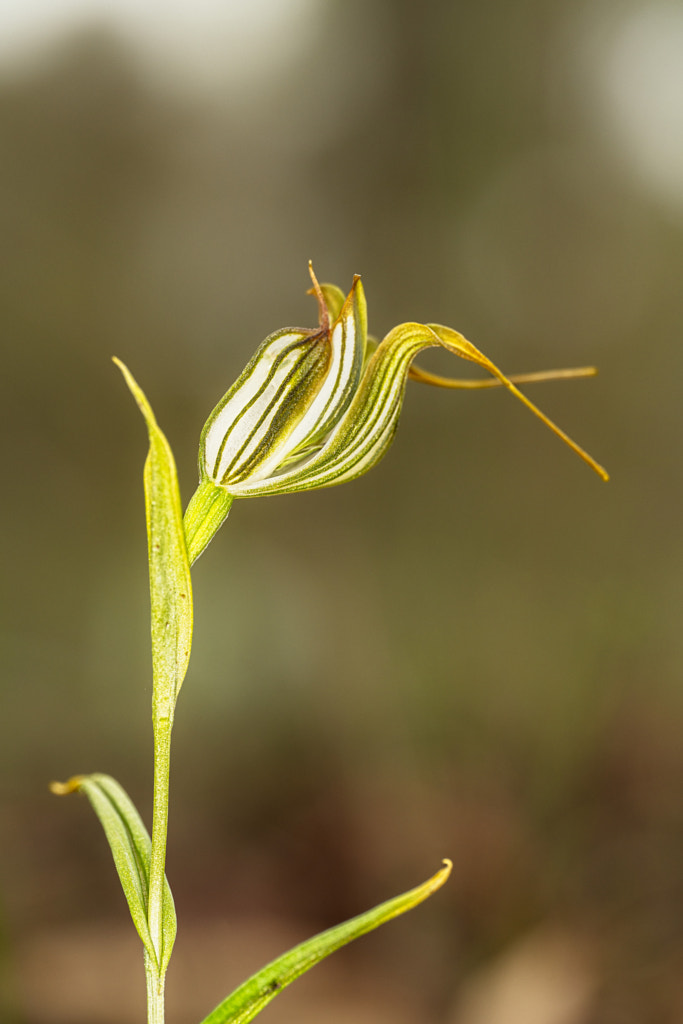 Jug Orchid by Paul Amyes on 500px.com