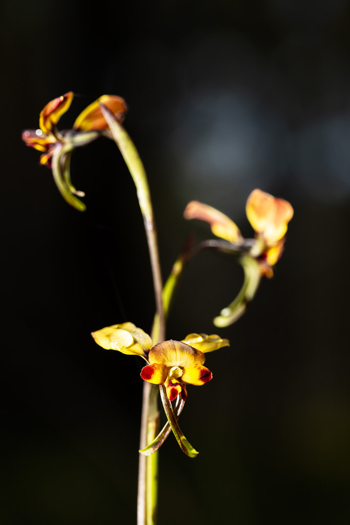 Common Donkey Orchid by Paul Amyes on 500px.com