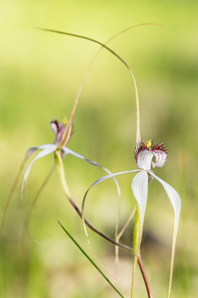 Stark White Spider Orchid by Paul Amyes on 500px.com