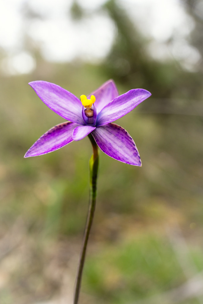 Curly Locks by Paul Amyes on 500px.com