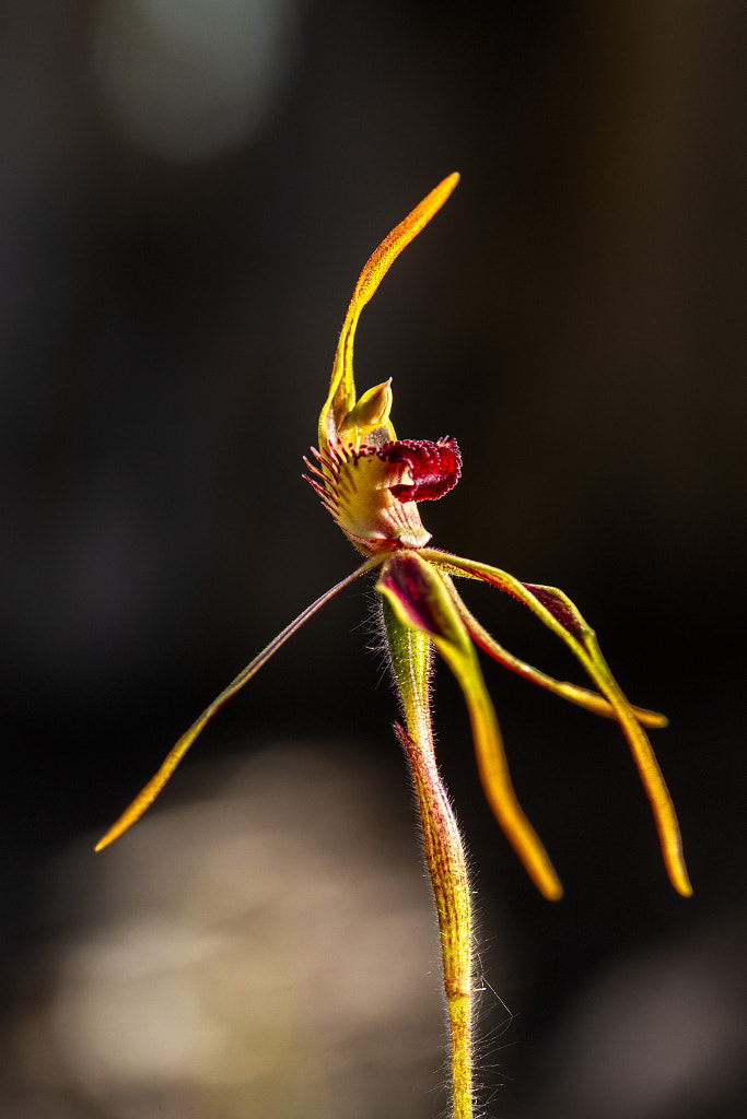 Clubbed Spider Orchid by Paul Amyes on 500px.com