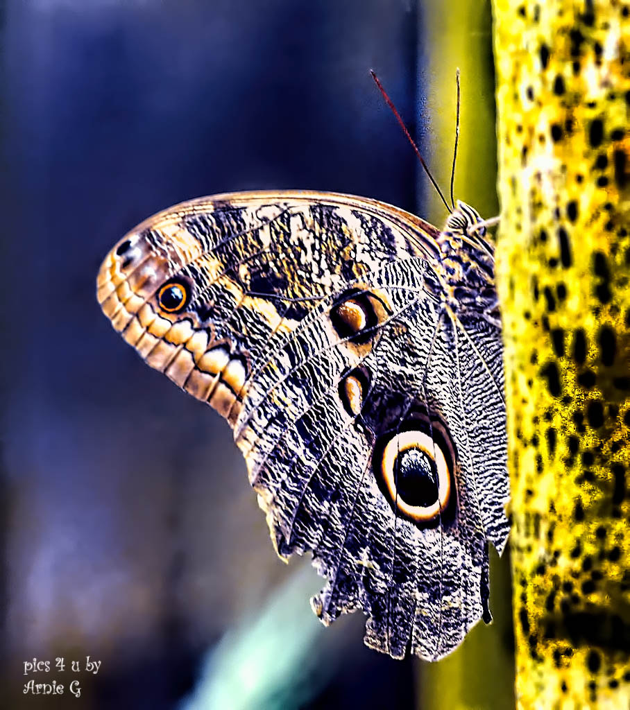 i-have-my-eyes-on-you-by-arnie-goldstein-500px