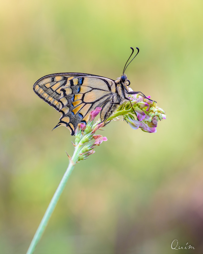 Macaón by joaquin padilla / 500px