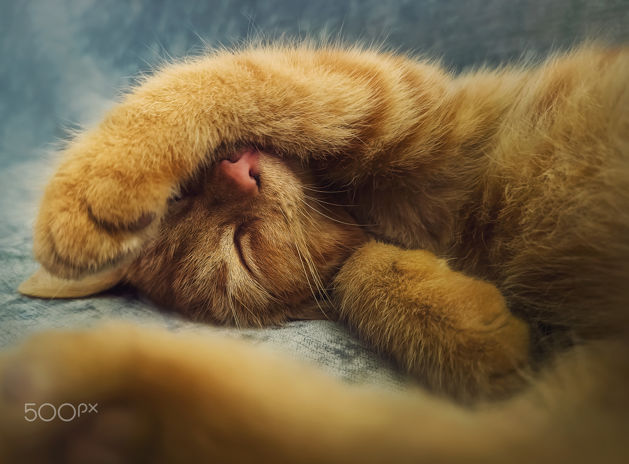 Sleepy orange kitten