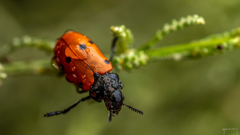 Beetle by Pere Soy / 500px