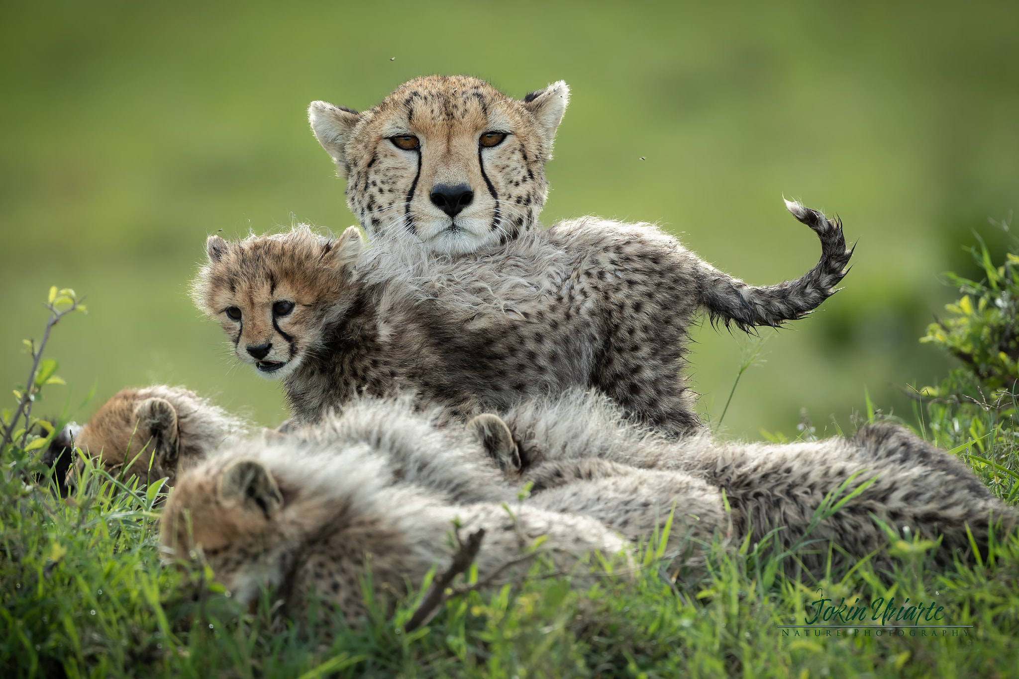 Cheetah by J Uriarte / 500px