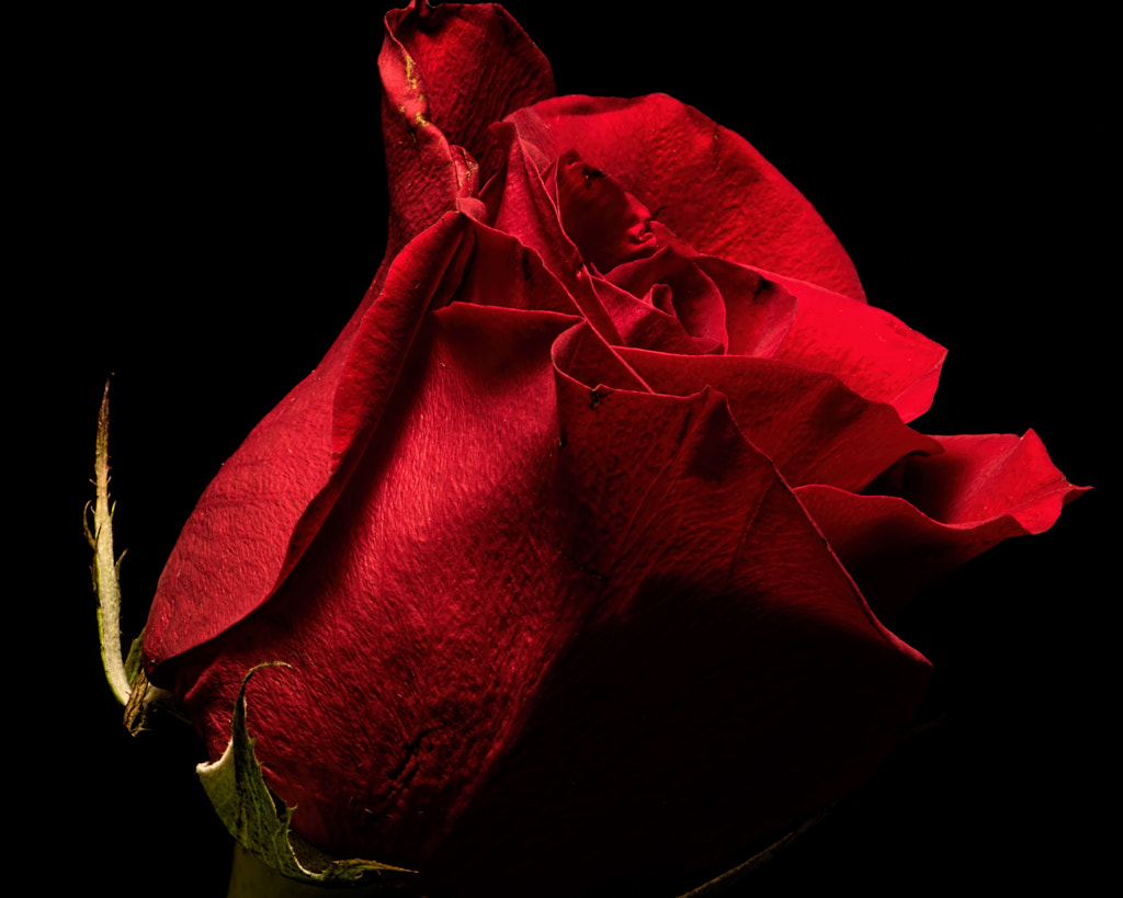 Single Red Rose 0825 by Thomas Jerger / 500px