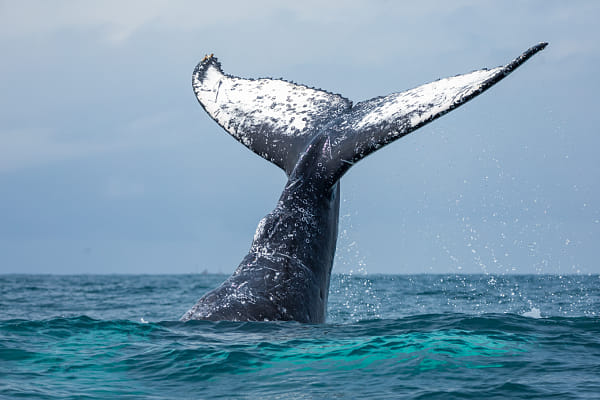 The Big Tail by George Ofei on 500px.com