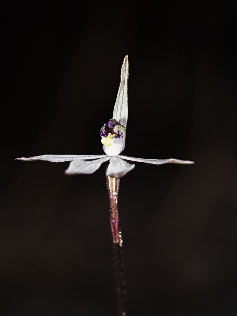 Sugar Orchid by Paul Amyes on 500px.com