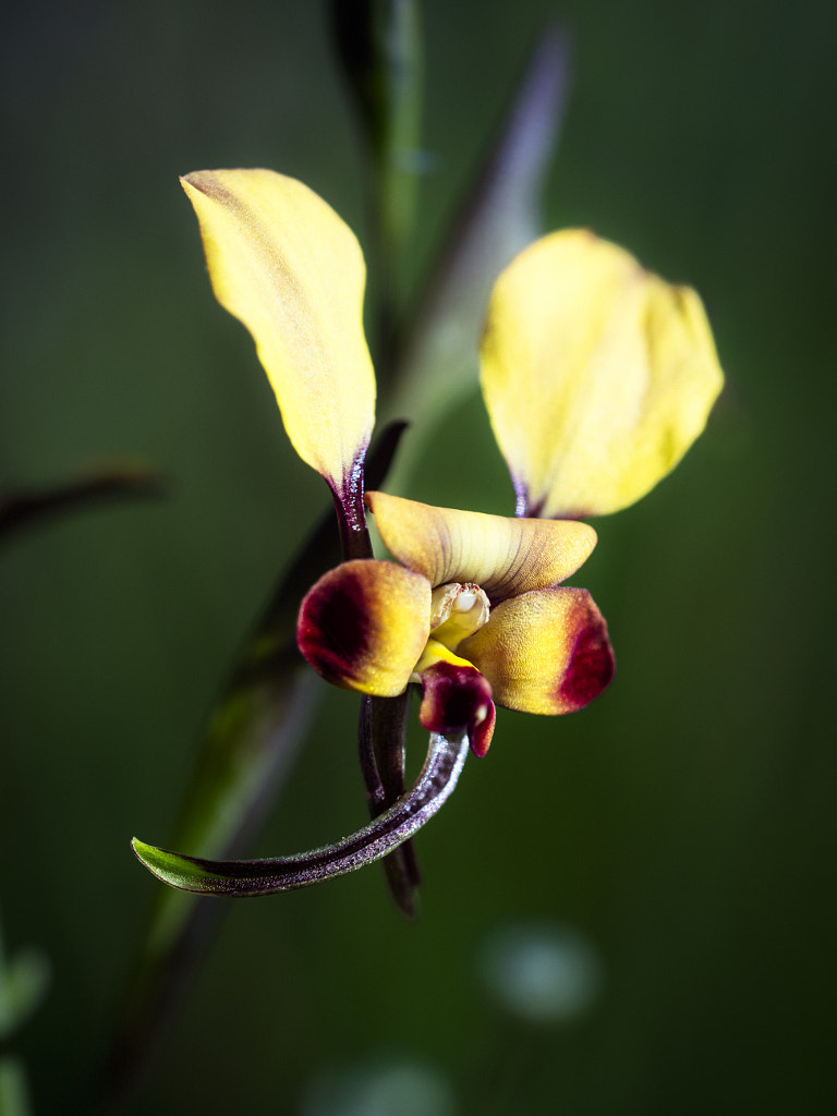 Winter Donkey Orchid by Paul Amyes on 500px.com
