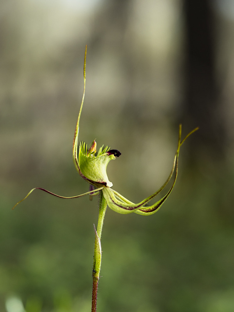 Fringed Mantis Orchid by Paul Amyes on 500px.com