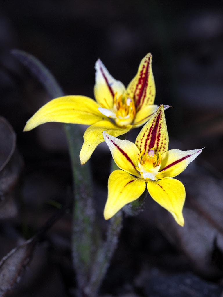 Cowslip Orchid by Paul Amyes on 500px.com
