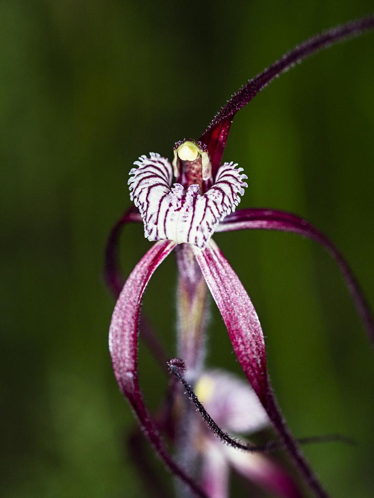 Chapman's Spider Orchid by Paul Amyes on 500px.com