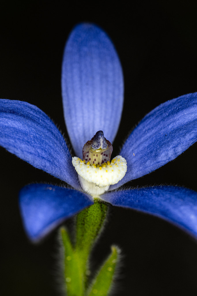 Blue China Orchid by Paul Amyes on 500px.com