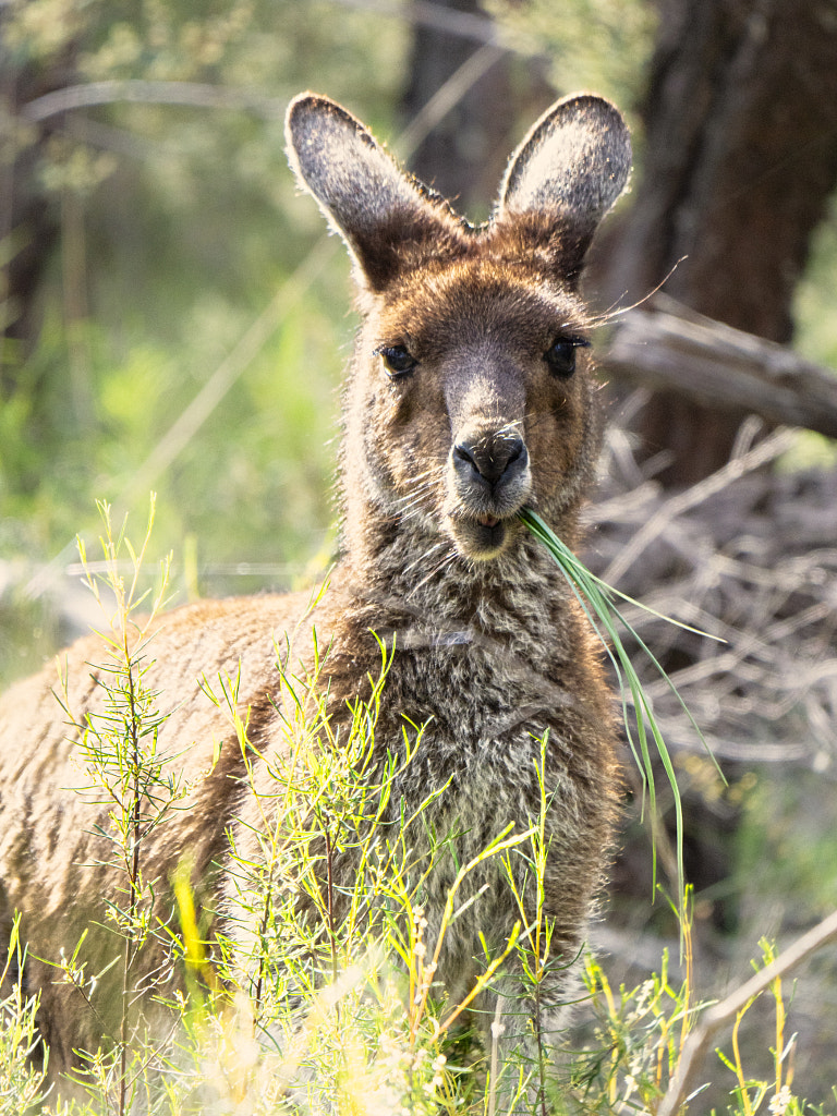 Yongka by Paul Amyes on 500px.com