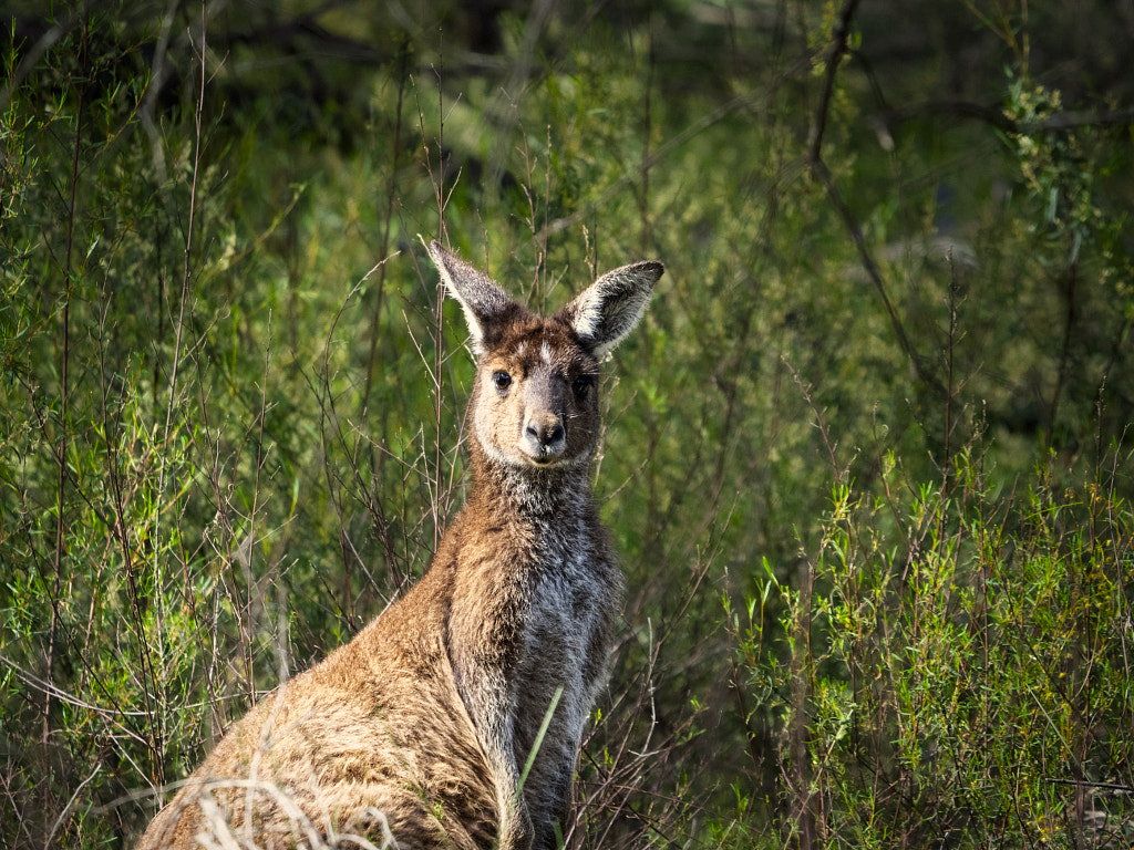 Yongka by Paul Amyes on 500px.com