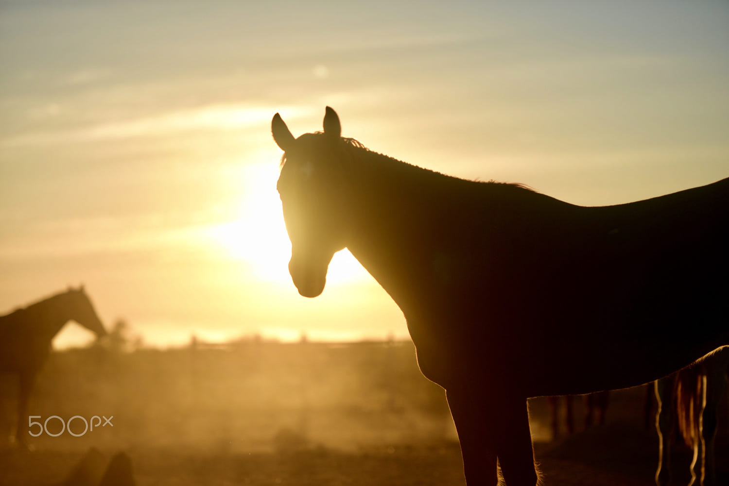 Sunsets and Horses by Renelle Woodbury / 500px