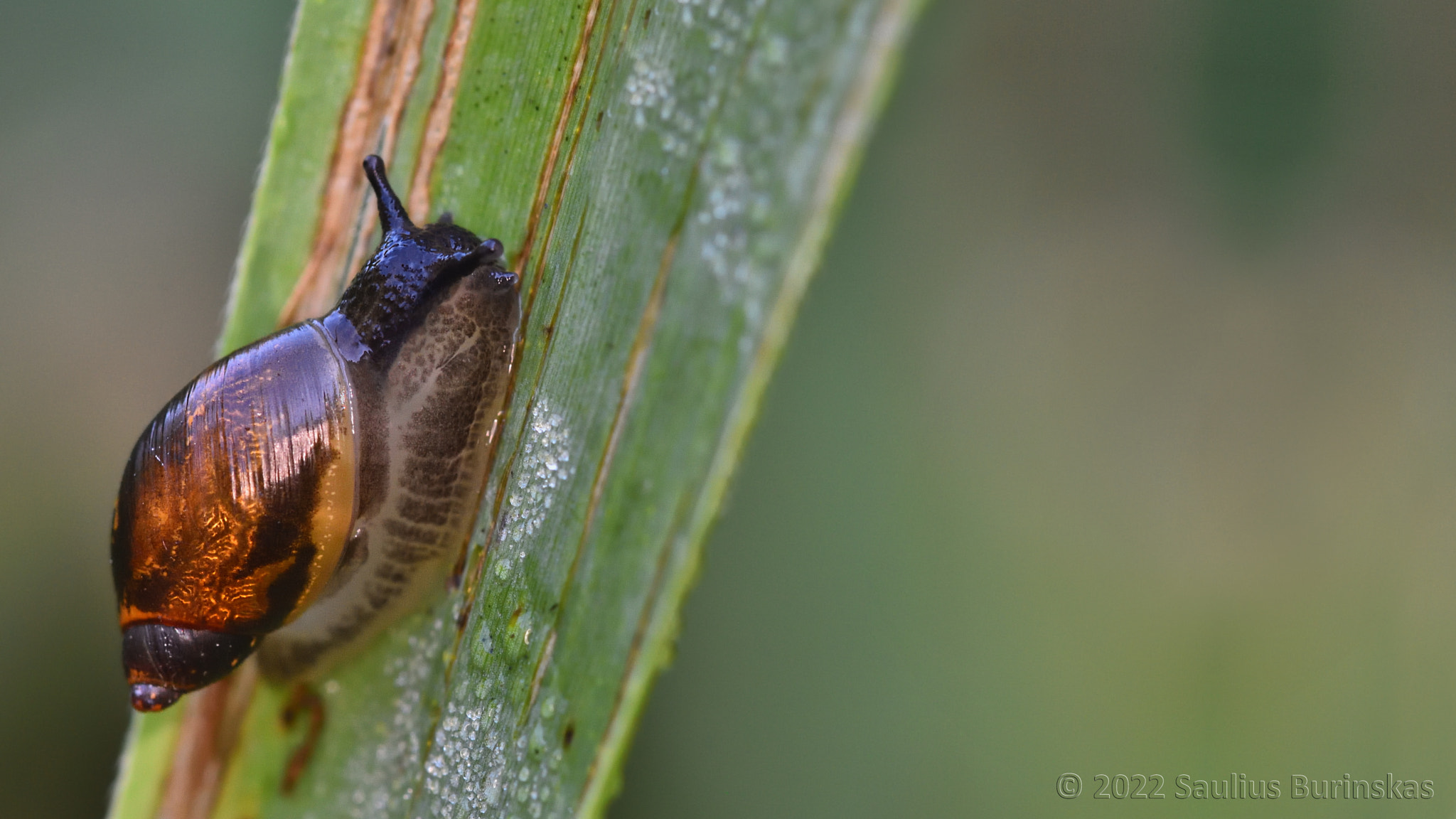 Amber snail by Saulius Burinskas / 500px