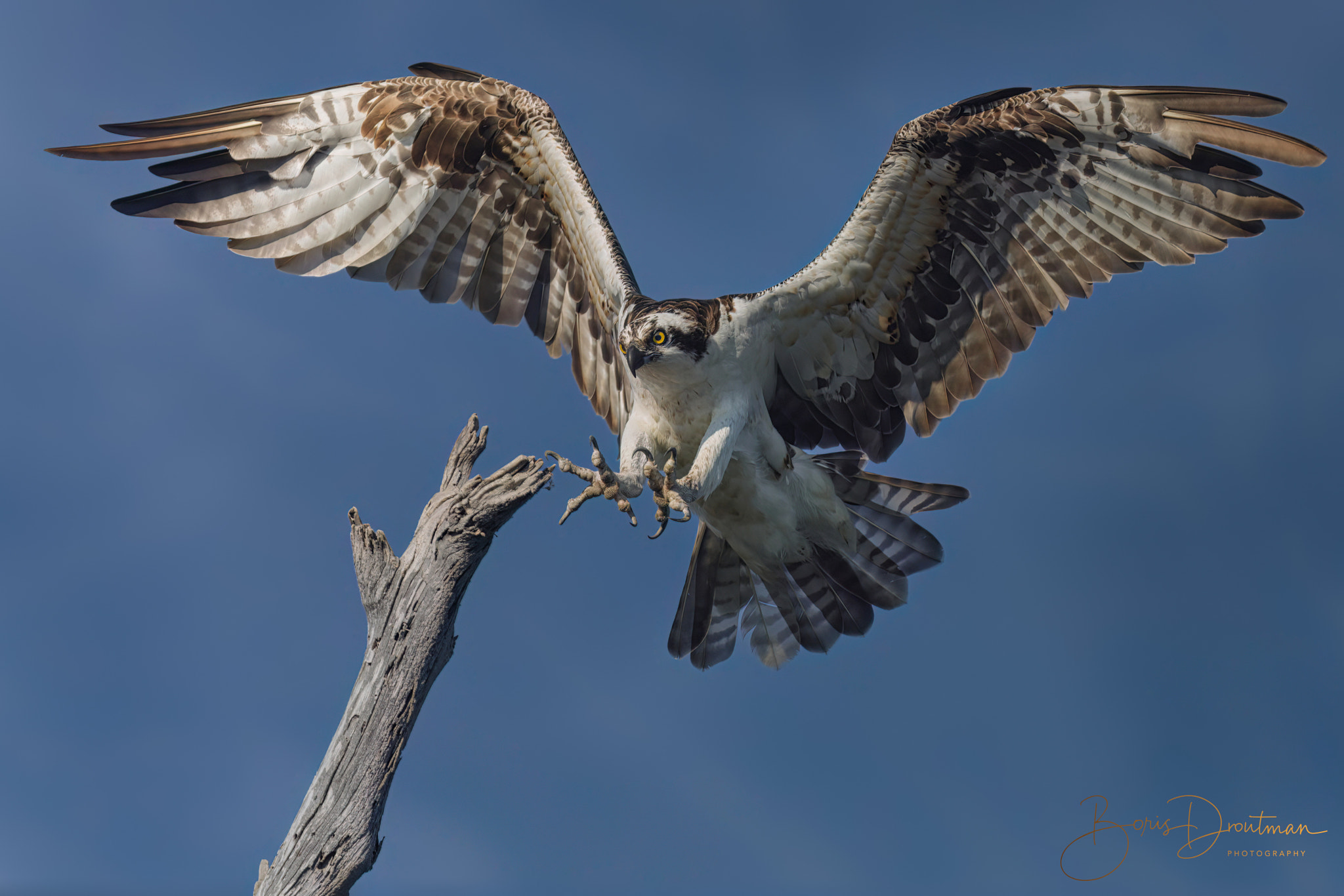 Reach for landing (osprey) by Boris Droutman / 500px