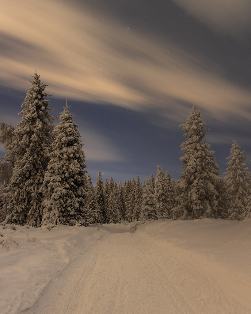 Night in the mountain winter forest by Marek Wojnar / 500px