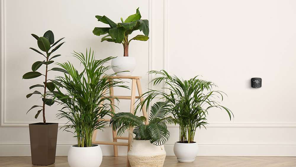Devils Ivy | Best Air Purifier Plant
