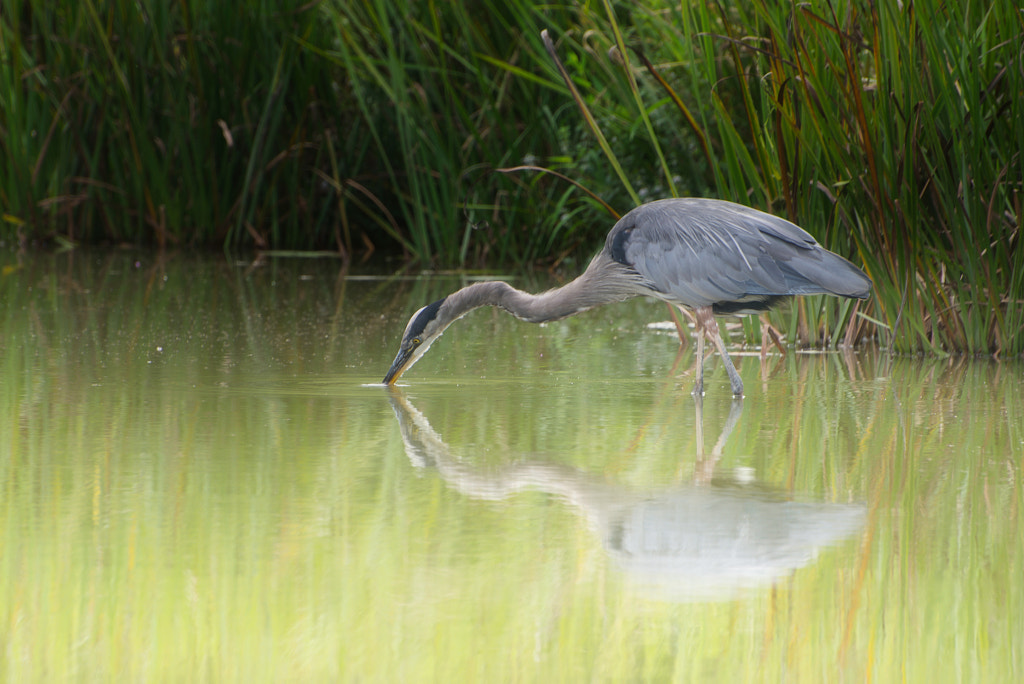 The Great Blue Heron By C O N R A D   500px