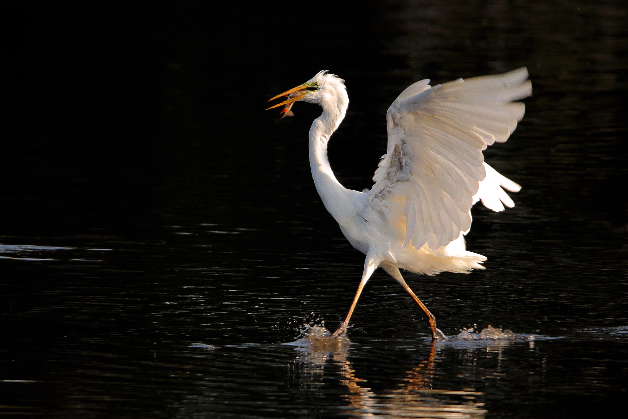 Grote zilverreiger 9344