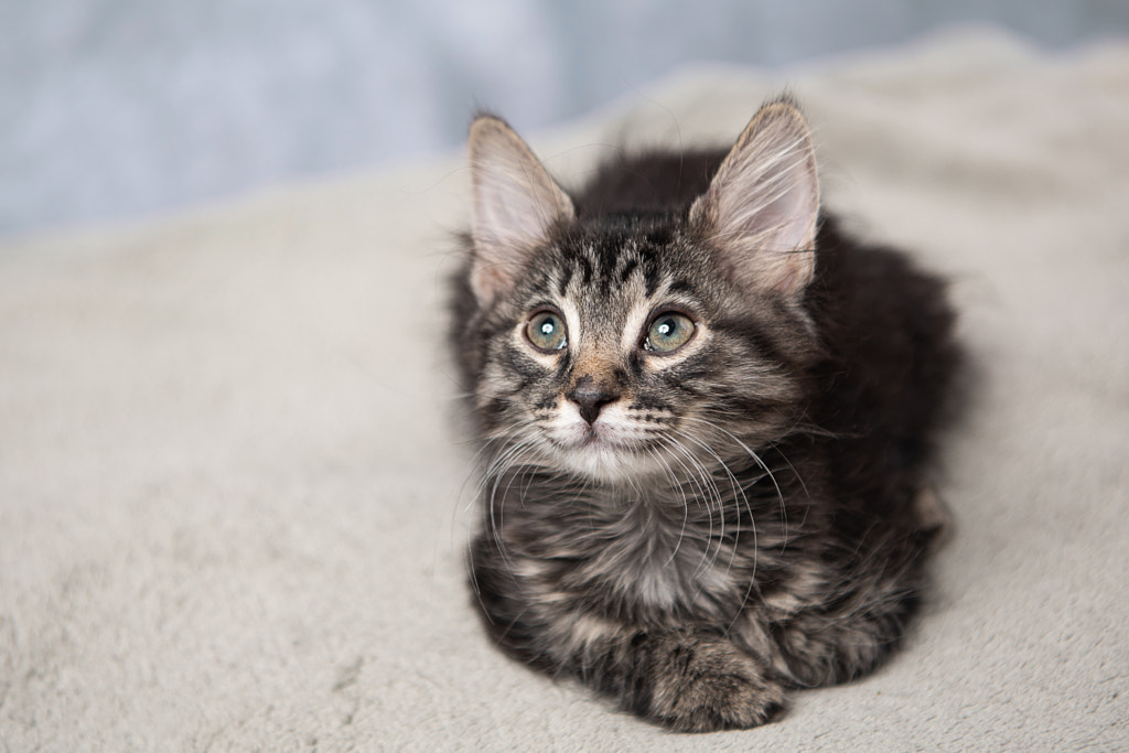 kitten-looking-up-by-diane-theis-500px