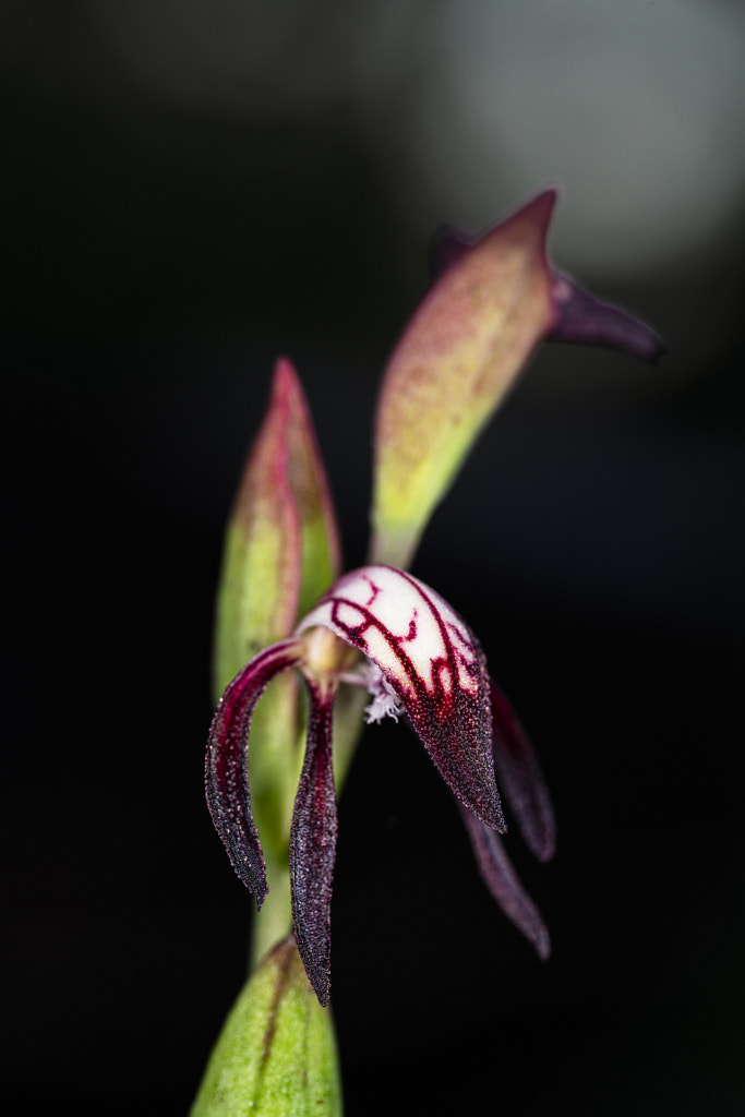 Red Beaks Orchid by Paul Amyes on 500px.com