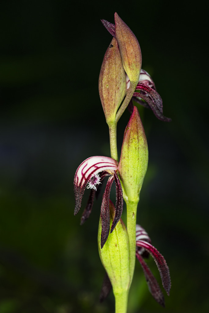 Red Beaks Orchid by Paul Amyes on 500px.com