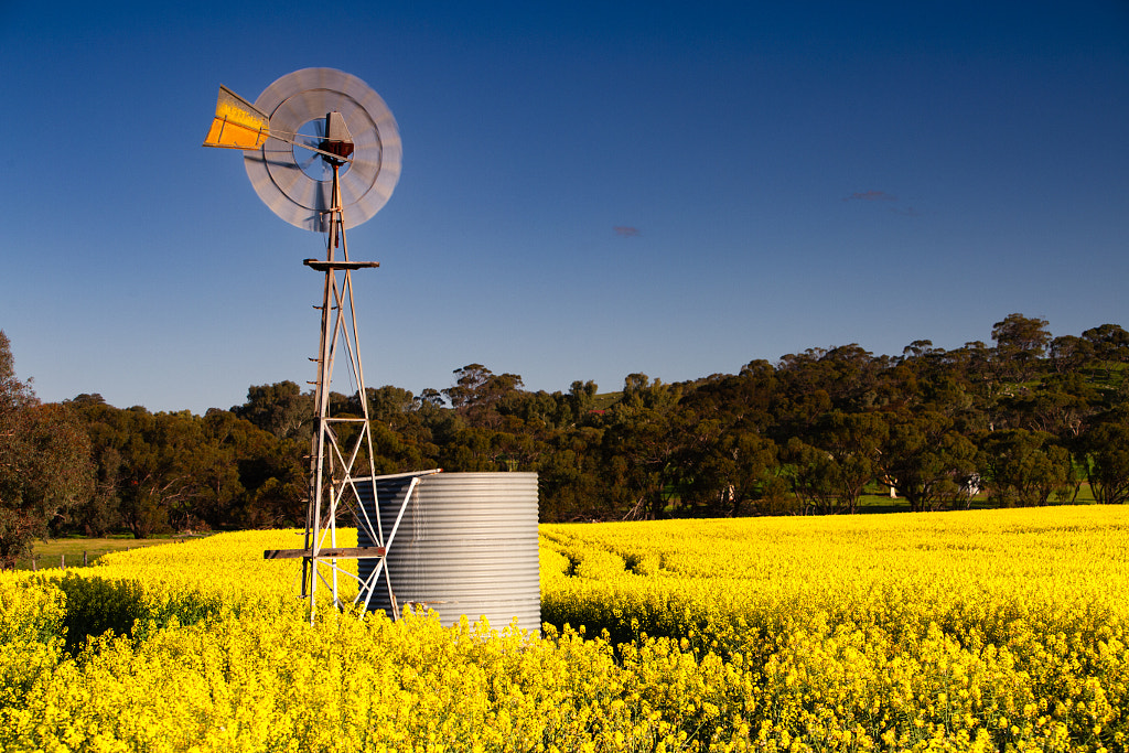 Fields Of Gold by Paul Amyes on 500px.com
