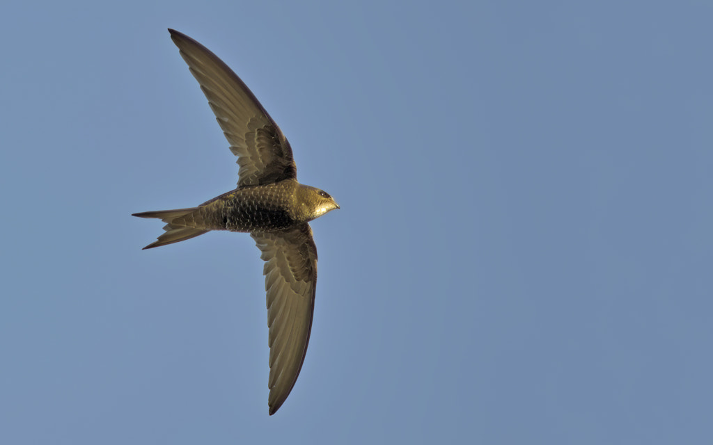 Common Swift Top 10 Fastest Birds in the World