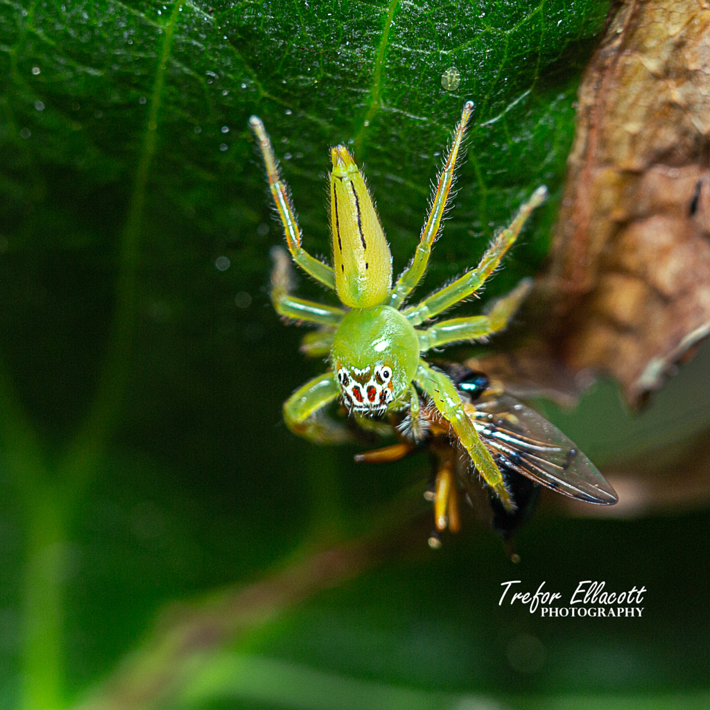 Northern Green Jumping Spider (Mopsus mormon) by Trefor Ellacott / 500px