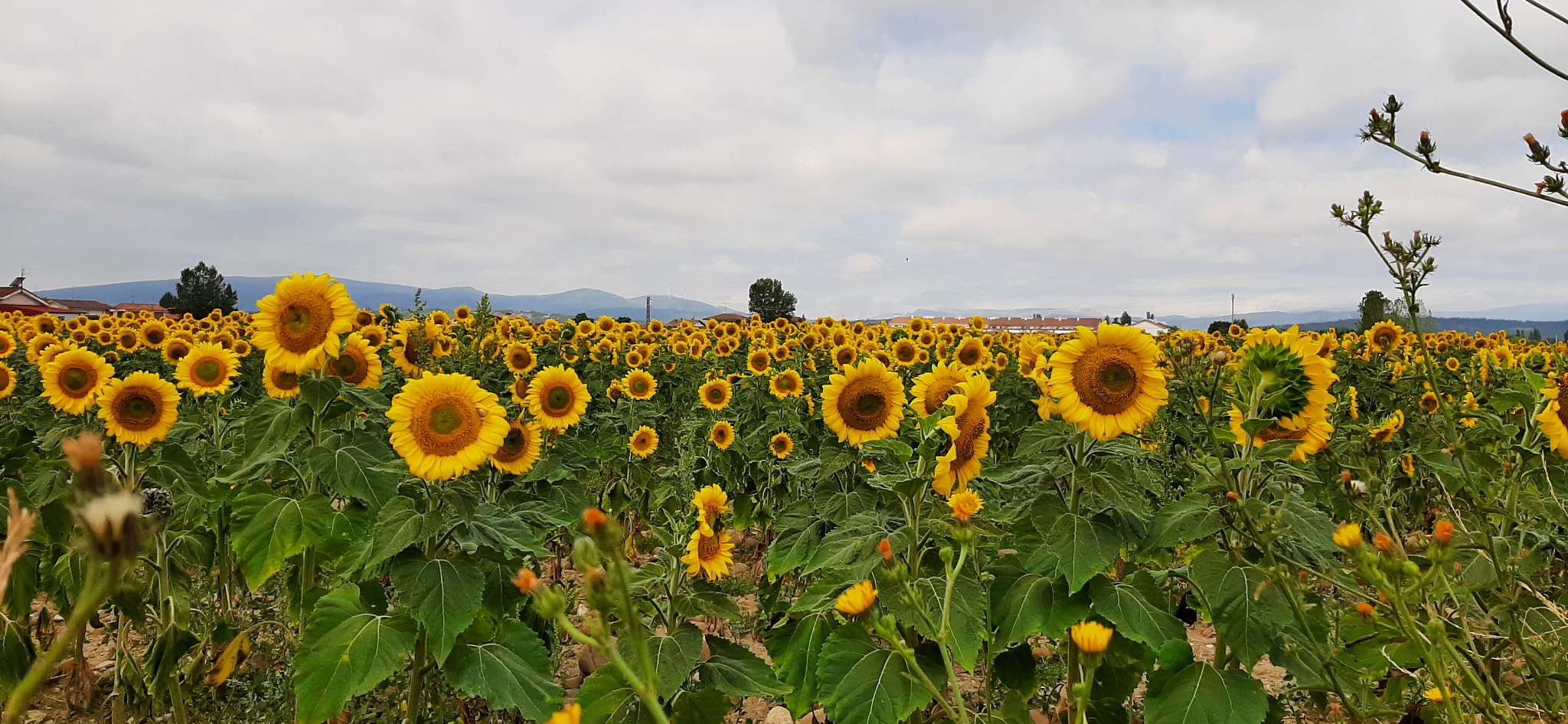 Sunflowers in Medina de Pomar. by AuroriLeguinagoikoaOcerinjauregui / 500px