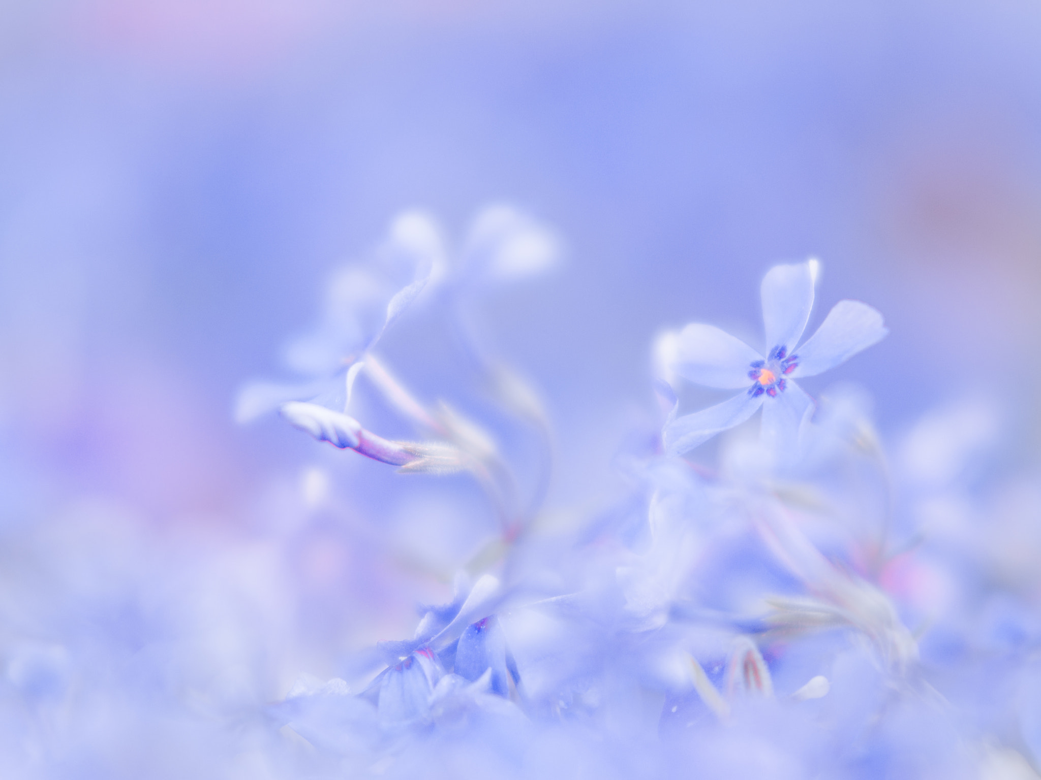 moss phlox