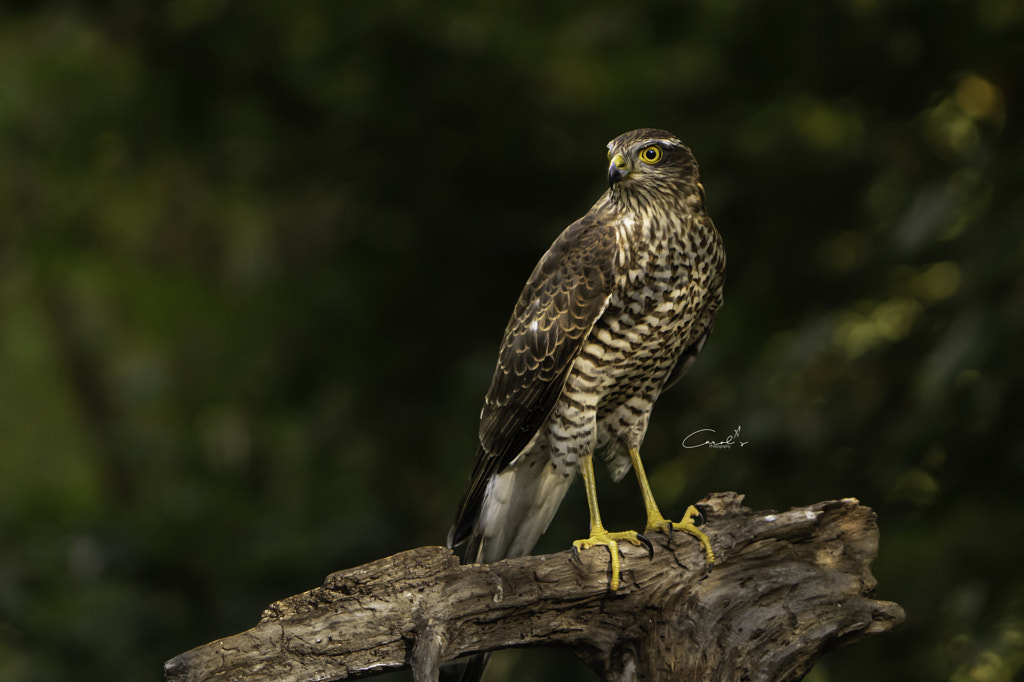 Sparrowhawk by Carol's Photography / 500px