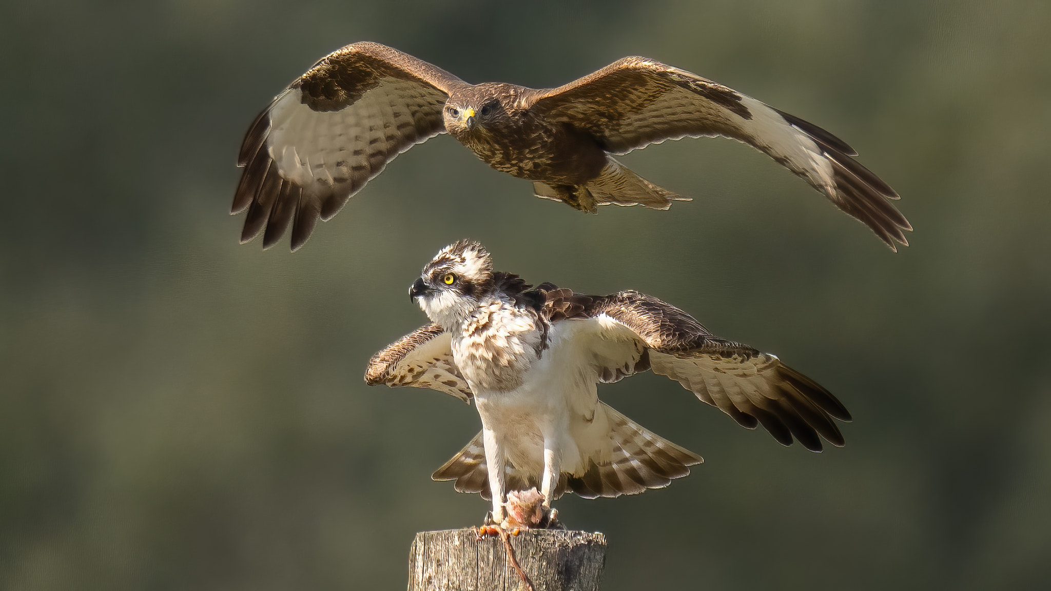 Osprey vs Buzzard by Leon Goudriaan / 500px