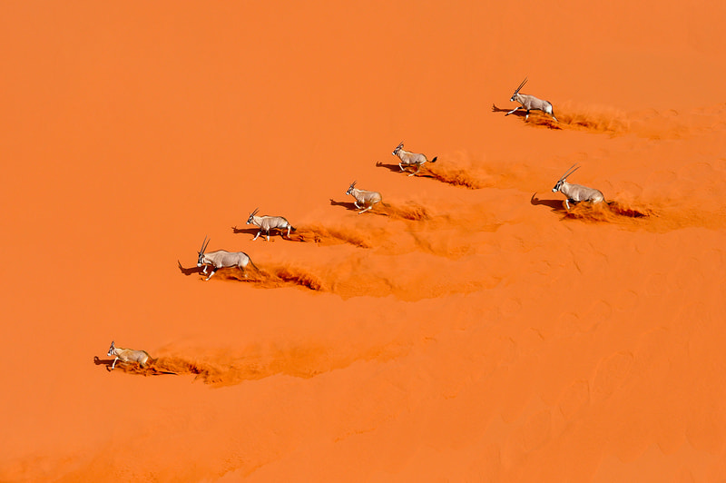 Desert Choreography by Marsel van Oosten on 500px.com