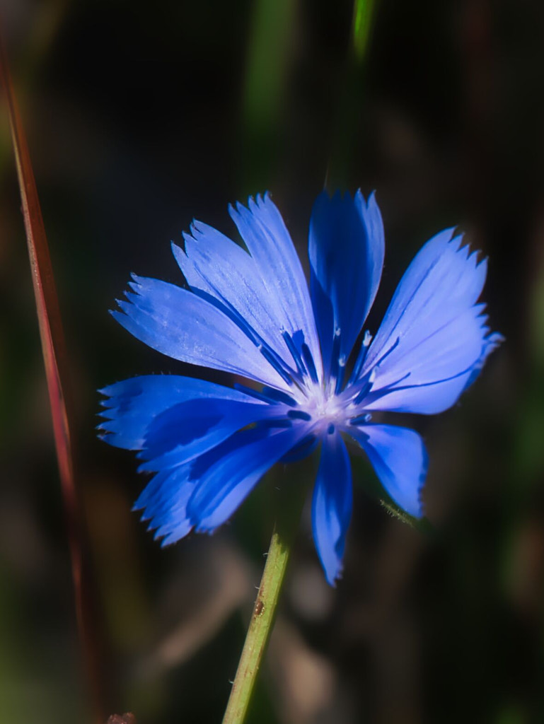 A sprinkle of sunshine by Cheryl McGovern / 500px