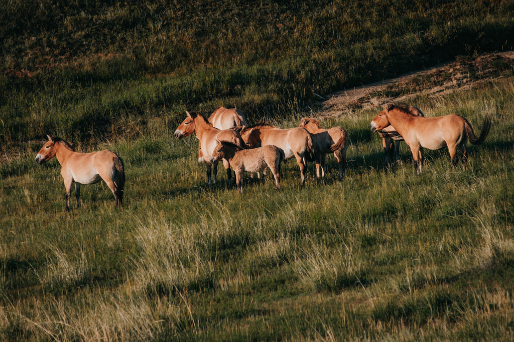 Mongolian wild horses by Pernelle Voyage on 500px.com