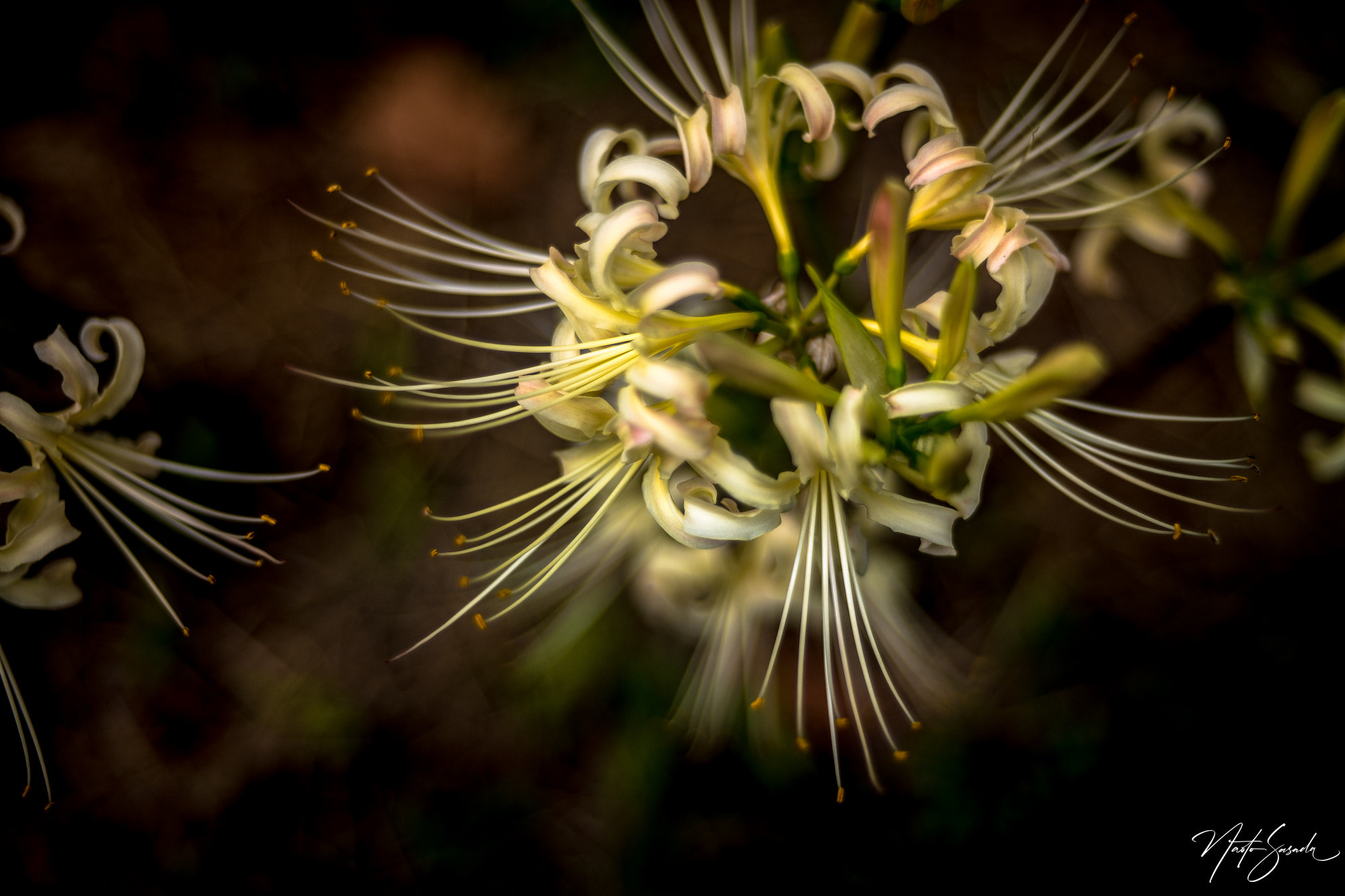 white spider lily by Naoto Sasada / 500px