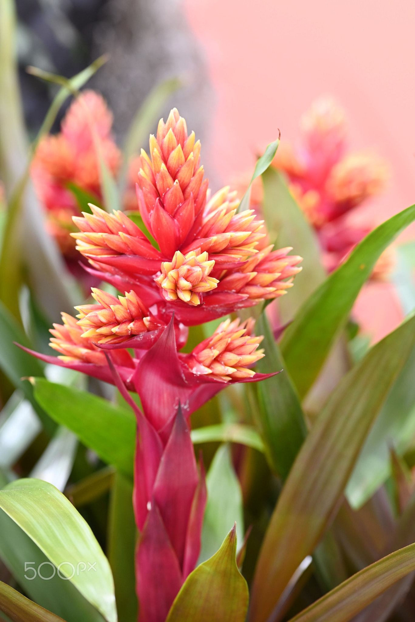 Bromelia flower red beautiful natural isolated on red background.