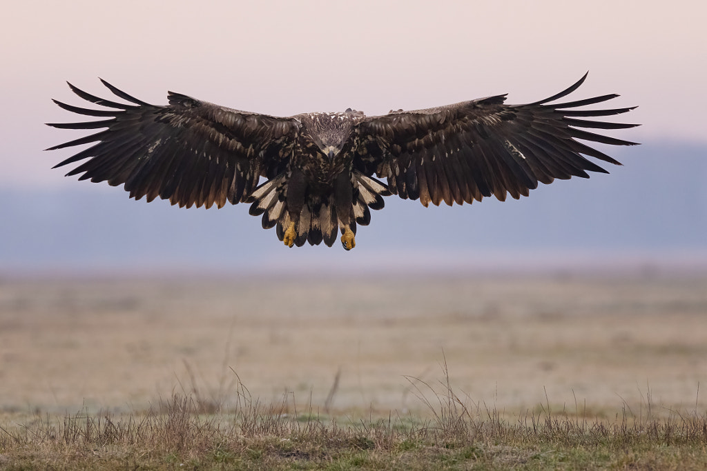 Landing by Björn Reibert / 500px