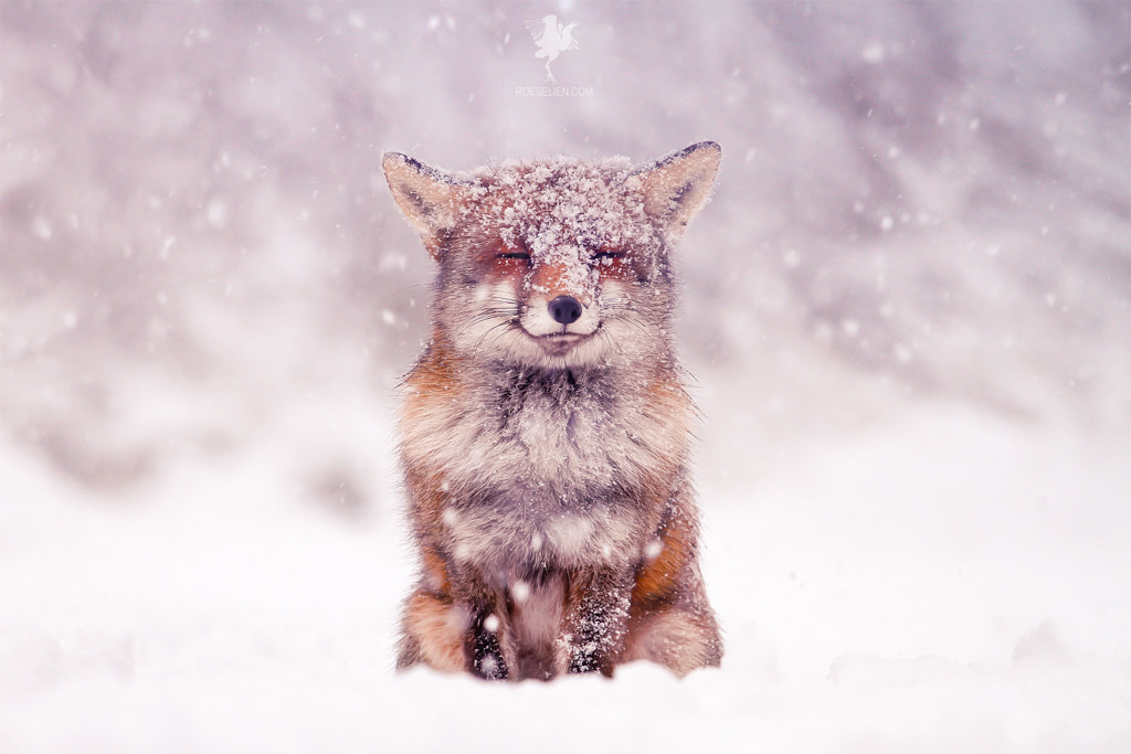 Smiling fox in the snow by Roeselien Raimond on 500px.com